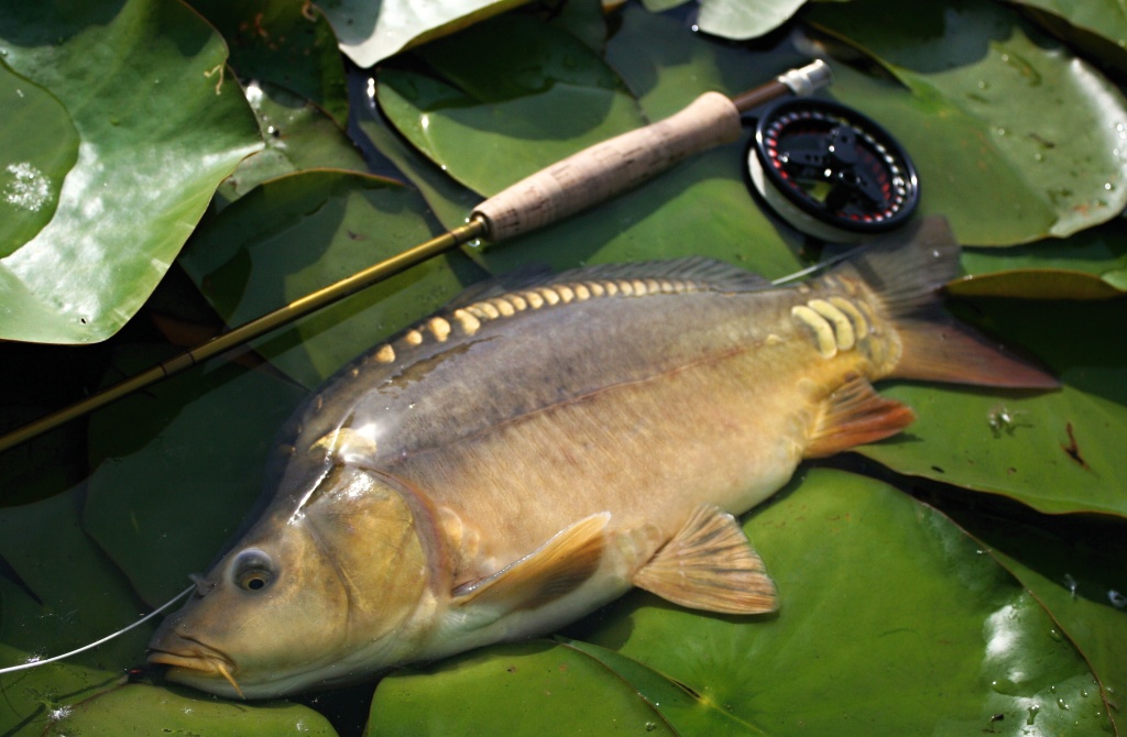 Kap�� �kol�k p�zuje na lekn�nech.