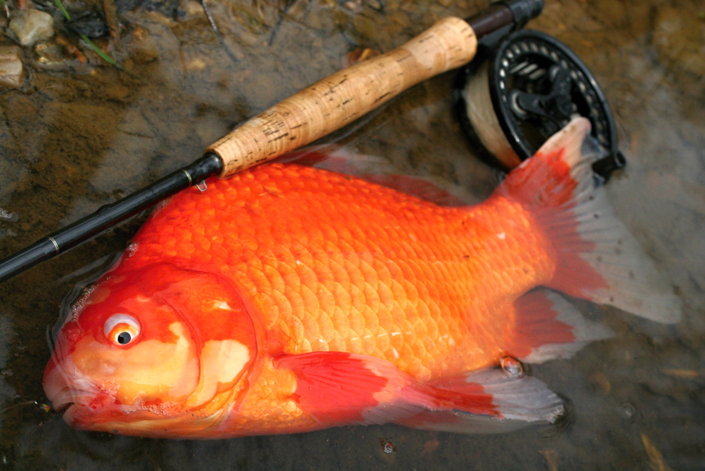 "T�i p��n�" na mu�ku :-) V��te nebo ne, ale tohoto karase jsem ulovil na svazov� pstruhov� vod�!