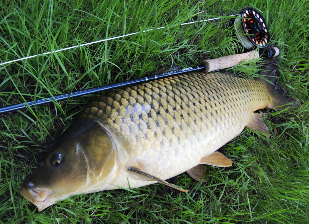 Pro m� dokonal� kapr kategorie 70+.