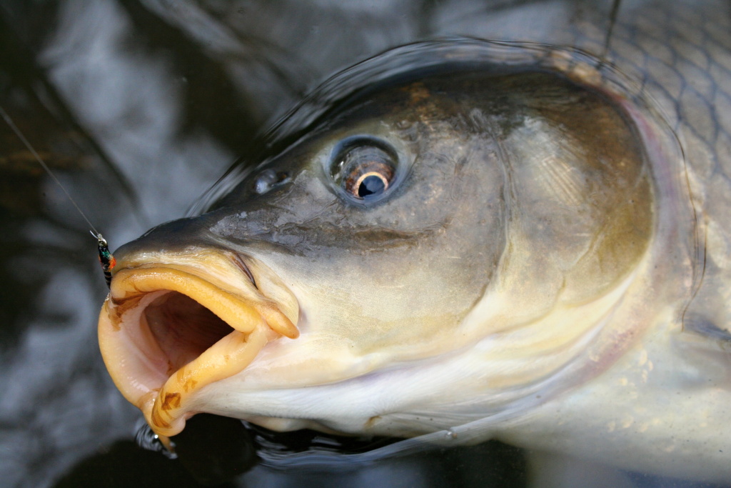 Z o�� do o��. A mu�ka? Velk� �ern� epoxy buzzer.