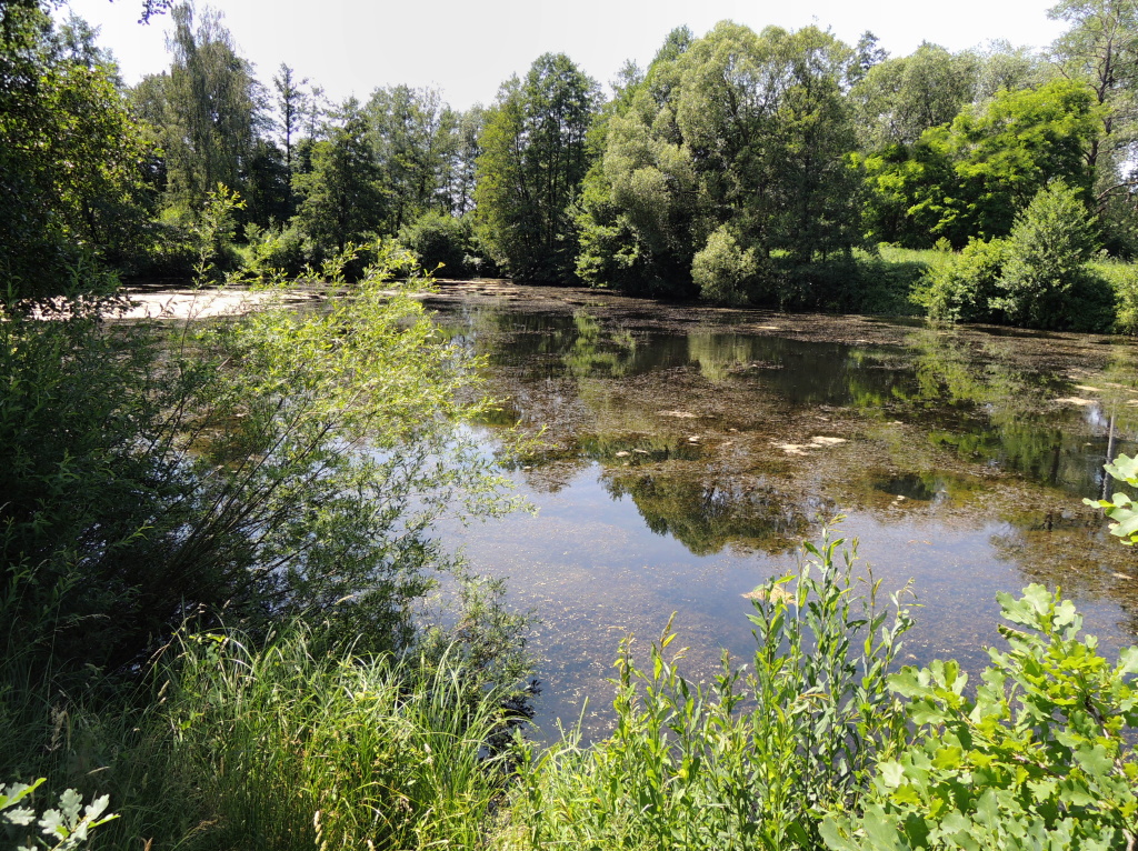 Dal�� p�kn� uk�zka zarostl�ho m�sta, kde r�d lov�m kapry na mu�ku.