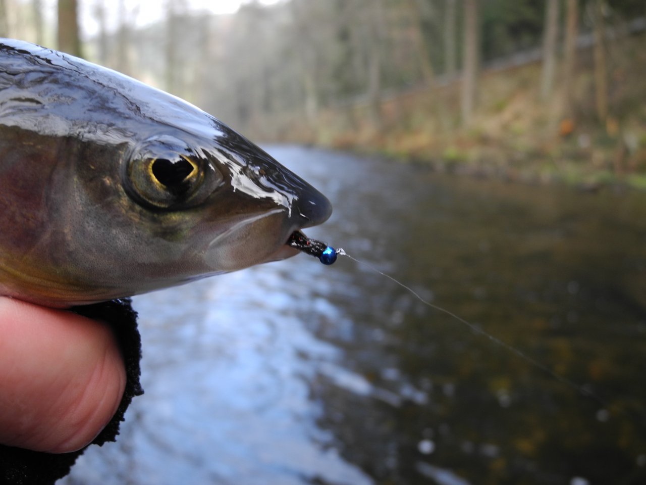 Mu�ka dne byl Blue Killer!