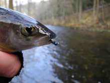 Muška dne byl Blue Killer!