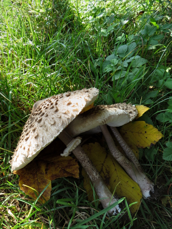 Tento ne-ryb� �lovek mi ud�lal u vody radost. Odpoledn� ��zky byly v�born�! :-)