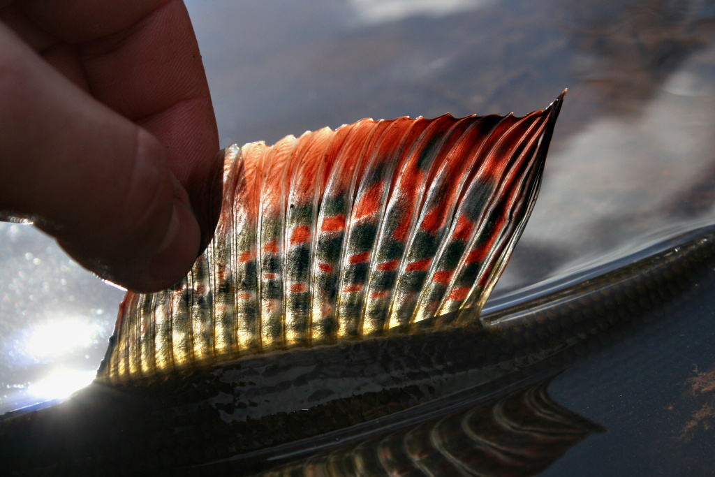 N�dhern� kresba lipan� vlajky dokonale spolupracuje se slune�n�m svitem a j� mohu zaznamenat tu kr�su p��rody!