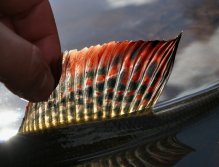 Nádherná kresba lipaní vlajky dokonale spolupracuje se slunečním svitem a já mohu zaznamenat tu krásu přírody!