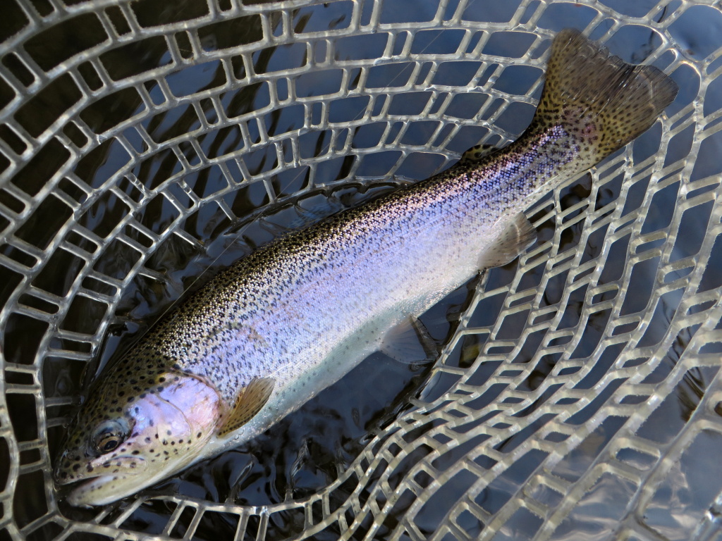 Duhov� bojovn�k ze siln�j��ho proudu �eky.