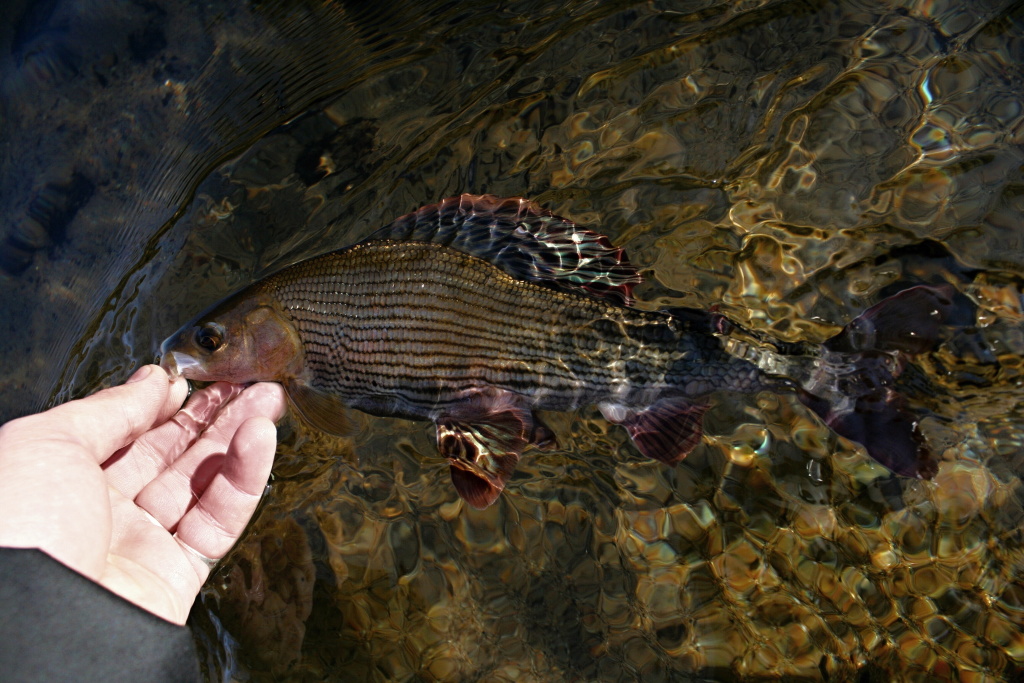 Lipan Quasimodo �ek� na fotku a n�sledn� uvoln�n� z h��ku.