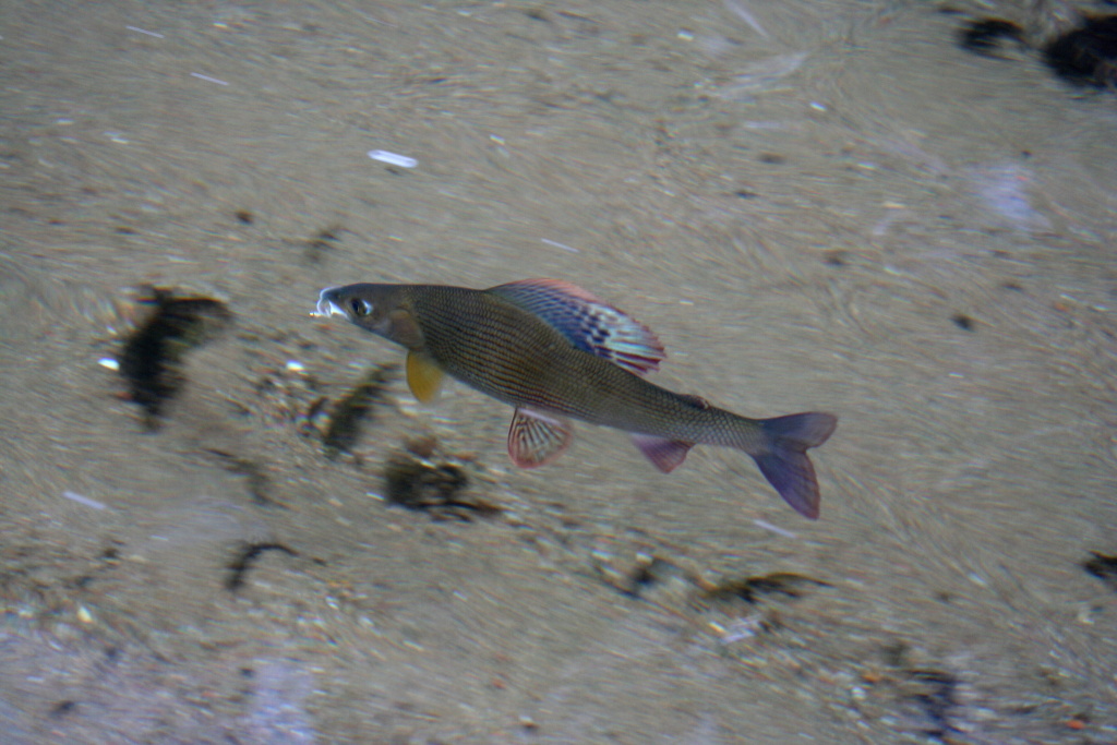 K�i���lov� �ist� voda - skv�l� podm�nky pro focen� ryb skrze vodn� hladinu.