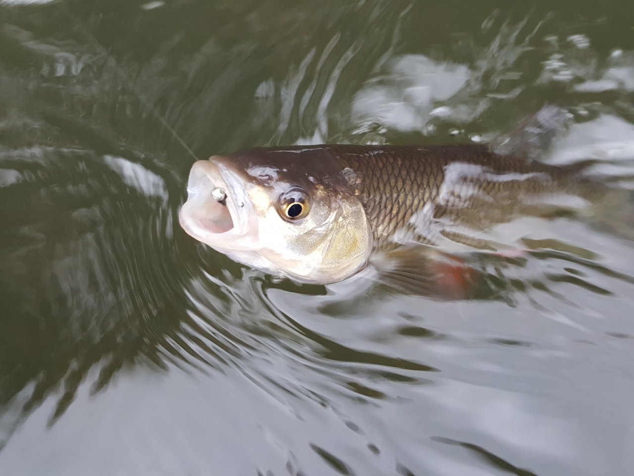 Tlou�� bojovn�k