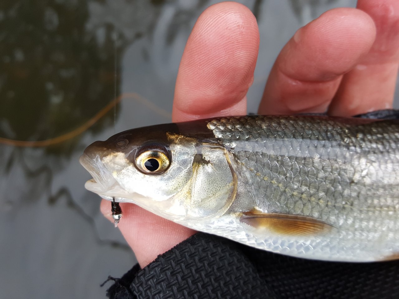 B�l� ryba na �ernou nymfu