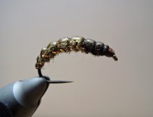 AR Dark Olive Rhyacophila