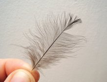 KROK 7 - Výběr CDC peří