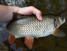 Jako je například tento krásně zakulacený větší tloušť.