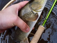 Pěkná městská parma ulovena na zlatohlavou tungstenovou nymfičku.