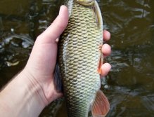 První ryba - pěkný zlatý tloušť z řeky protékající městem.