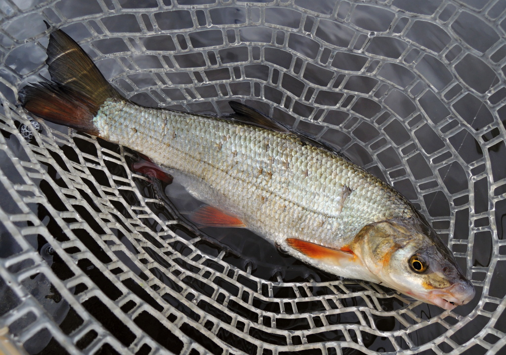 P�kn� ostroretka je v s�ti! Tentokr�t neodolala �ern� nymf� se st��brnou hlavi�kou. 