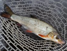 Pěkná ostroretka je v síti! Tentokrát neodolala černé nymfě se stříbrnou hlavičkou.