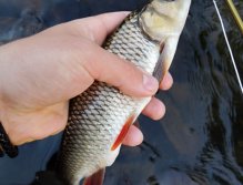 První tlouštík na Goddarda na sebe nenechal dlouho čekat!