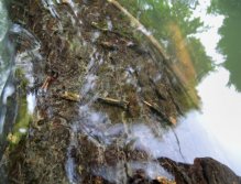 Potopený strom pokrytý po celé své délce velkým množstvím schránkových chrostíků. Velká proteinová bomba pro zdejší rybí obsádku.