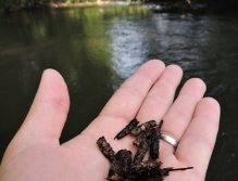 Po malé chvíli na vzduchu se pomalu začínají probírat a vylézat ze svých originálních kamenných domečků.