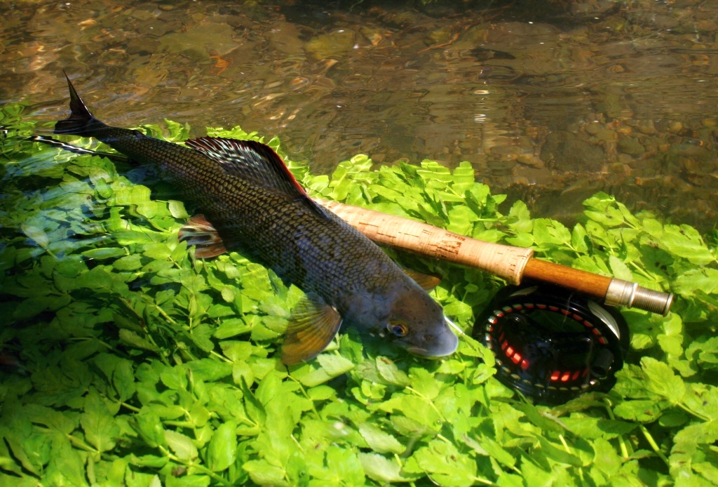 Tuto fotku m�m moc r�d! Zap�zoval mi na n� ji� zdolan� a uvoln�n� velk� lipan, kter� vedle m�ho prutu nab�ral nov�ch sil.