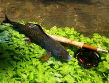 Tuto fotku mám moc rád! Zapózoval mi na ní již zdolaný a uvolněný velký lipan, který vedle mého prutu nabíral nových sil.