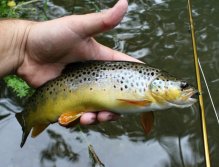 Pěkný malý vypasený potočák neodolal černé stříbrno-hlavé tungstenové nymfičce.