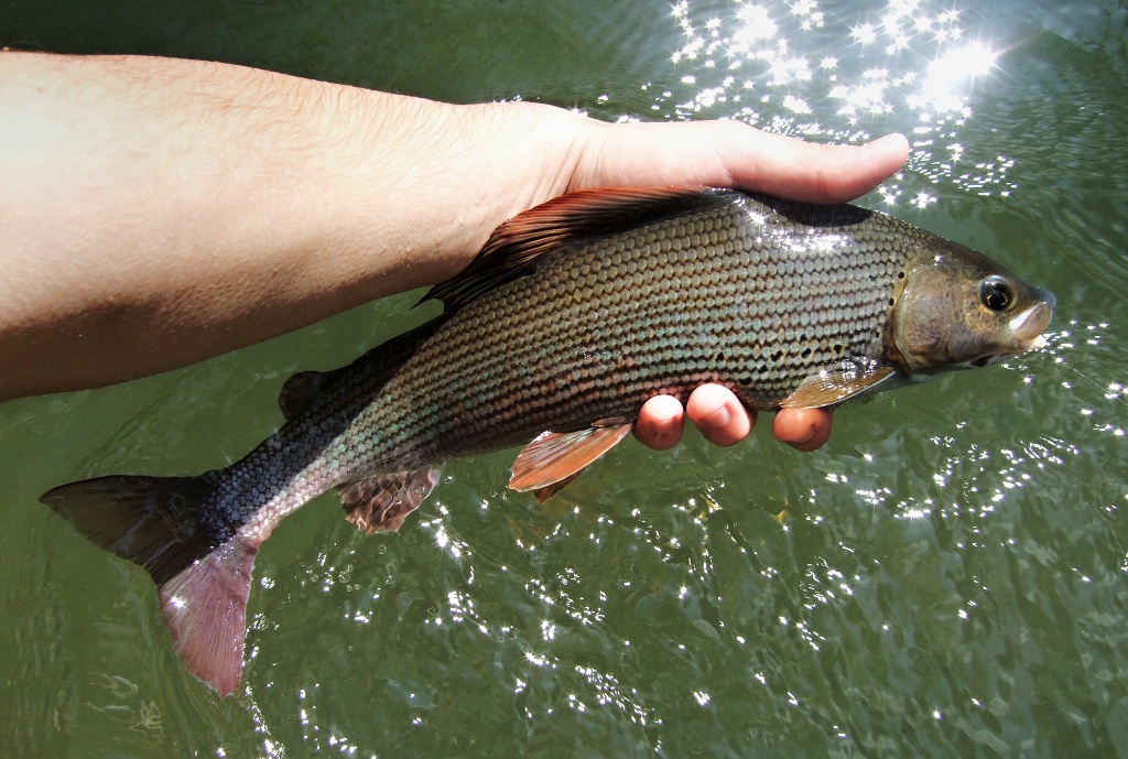 Kr�sn� a dnes pom�rn� v�jime�n� exempl�� lipana podhorn�ho.