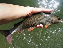 Krásný a dnes poměrně výjimečný exemplář lipana podhorního.