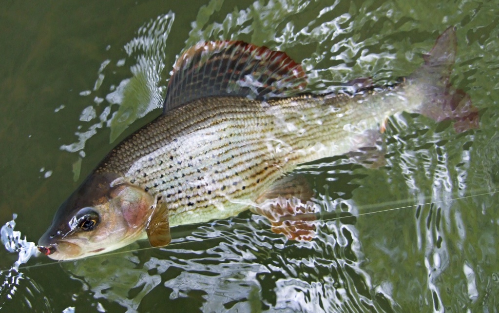 Lipan� Quasimodo neodolal bobe�ovi s r��ov�m srd��kem. V�te�n� lipanov� a pstruhov� vzor pro tuto ���ku.