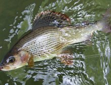 Lipaní Quasimodo neodolal bobešovi s růžovým srdíčkem. Výtečný lipanový a pstruhový vzor pro tuto říčku.