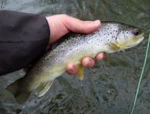 Typicky stříbřitě zbarvený potočák z povodí této kouzelné a tajemné říčky.