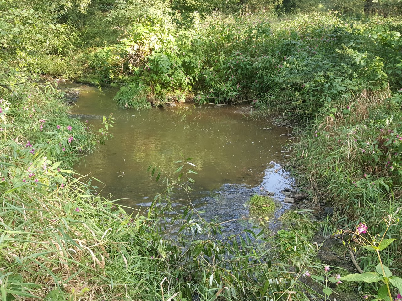 Trn�vka pod Sam��nem