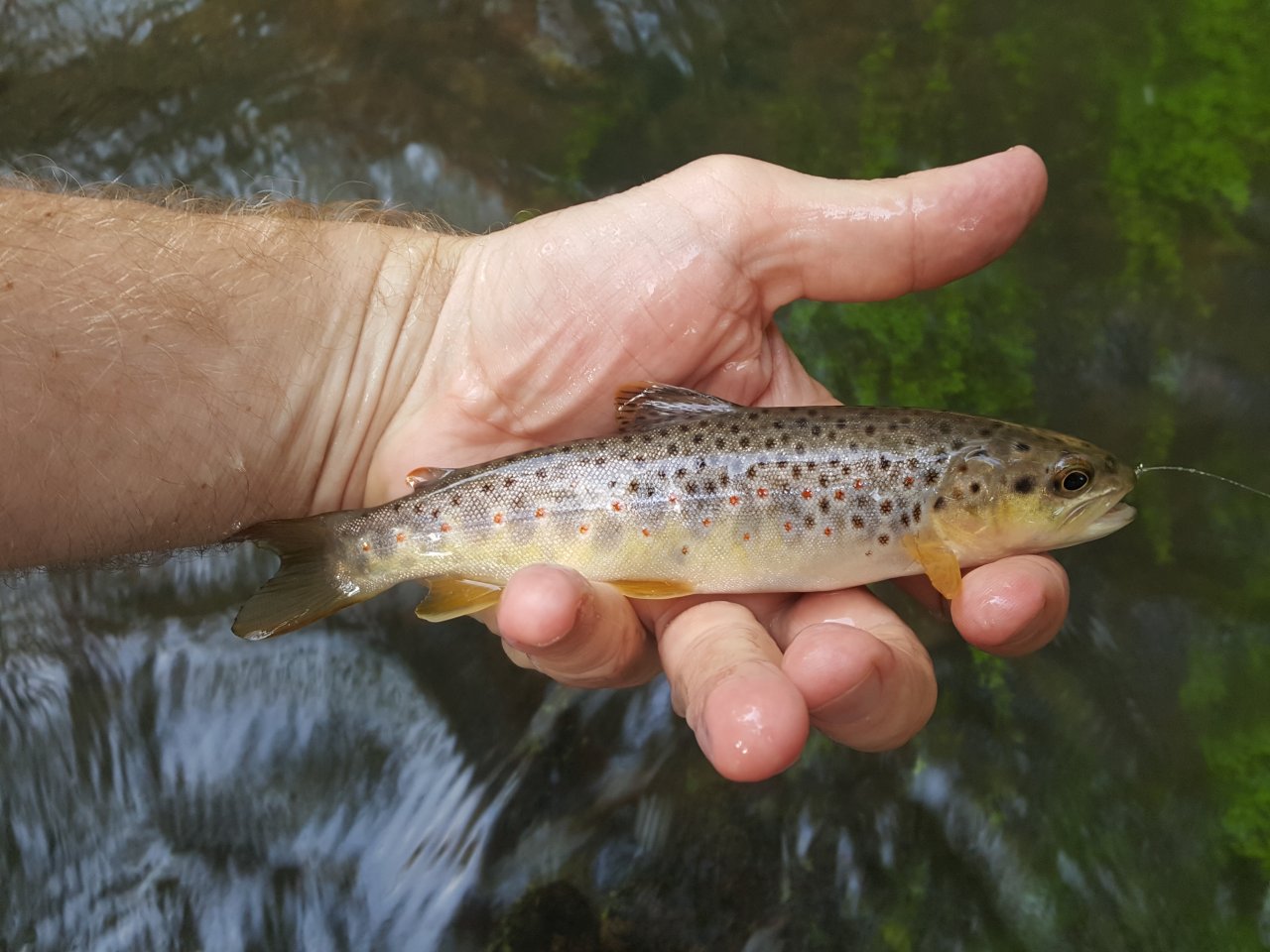 Poto��k z Trn�vky