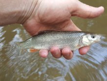 Bílá ryba z Trnávky