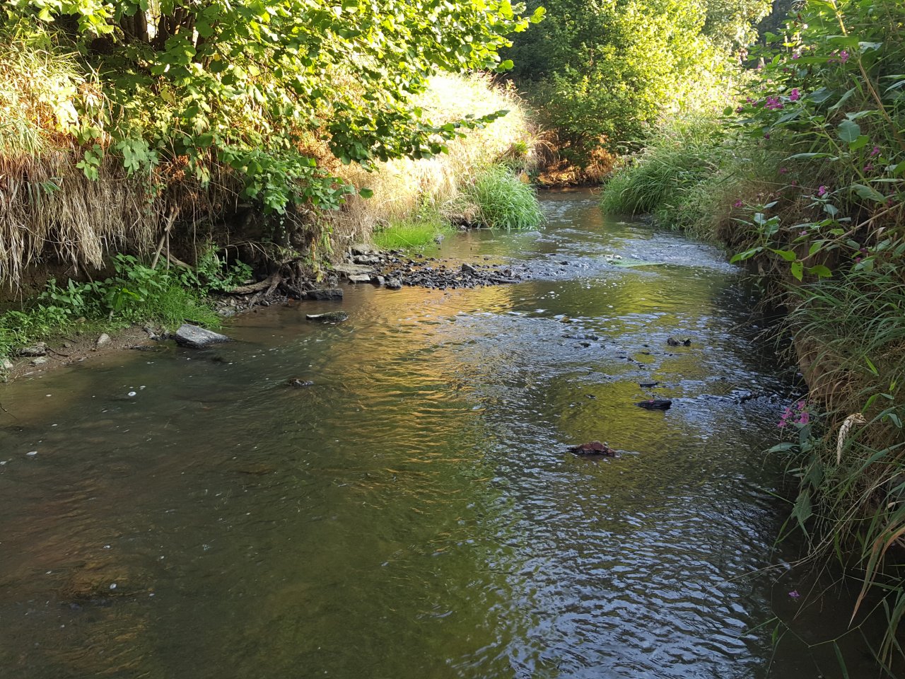 Trn�vka nedaleko Hr�dku u Pacova