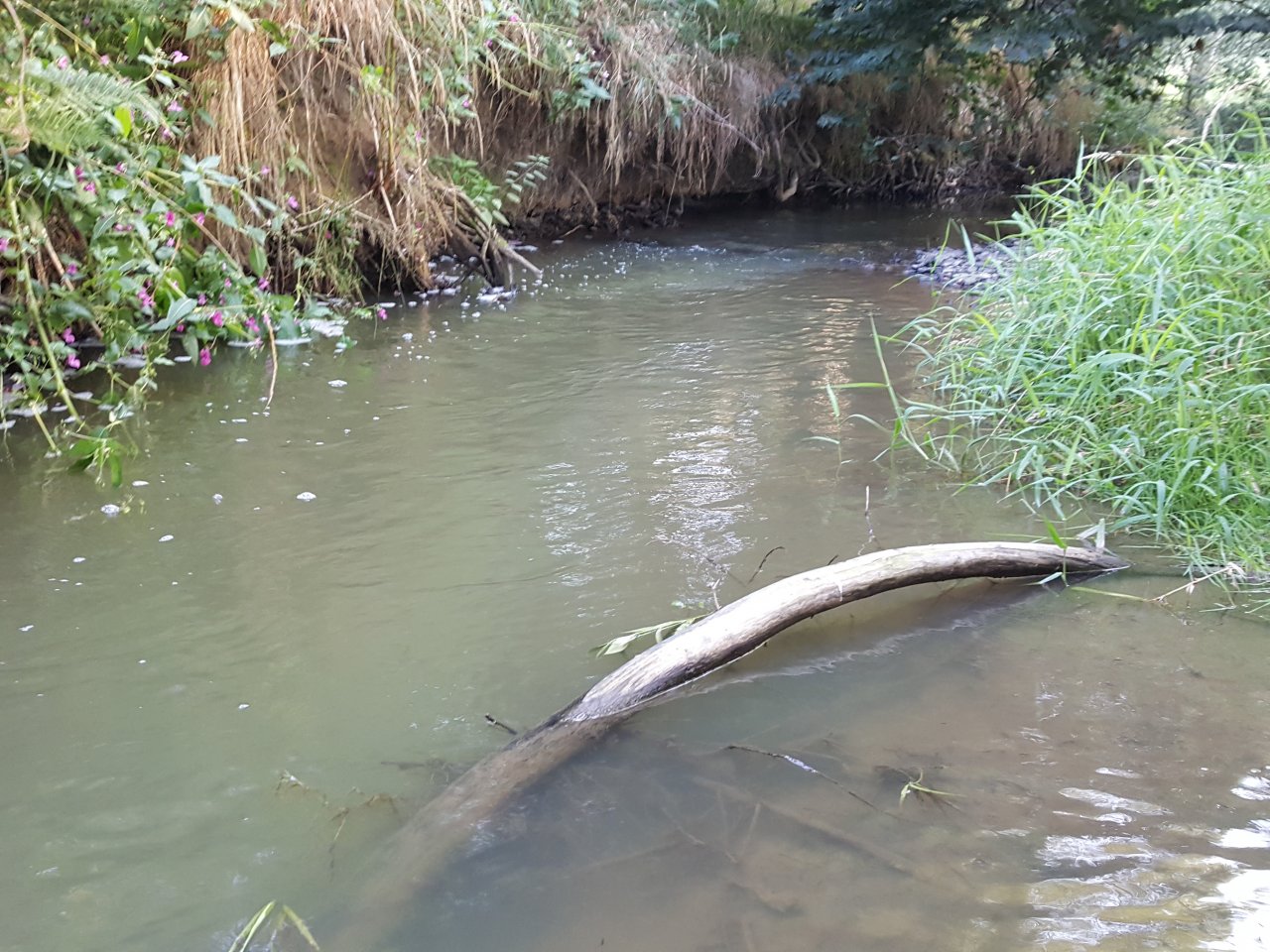 Trn�vka - jasn� m�sto pro rybu