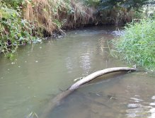 Trnávka - jasné místo pro rybu