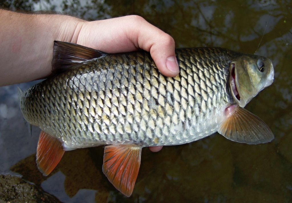 Kr�sn� zmasil� jelec tlou�t se p�ijel na m� mu�ky pod�vat ze siln�j��ho ���n�ho proudu a prov��il m� lehk� mu�ka�sk� n��in� opravdu d�kladn�!