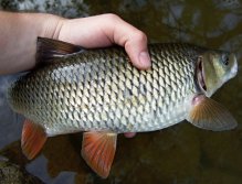 Krásný zmasilý jelec tloušt se přijel na mé mušky podívat ze silnějšího říčního proudu a prověřil mé lehké muškařské náčiní opravdu důkladně!