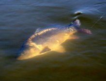 Jako se tomu stalo u tohoto krásného jarního kapra lysce. Bohužel tato fotka je to jediné, co jsem stačil vyfotit. Tentokrát mé vybavení nestačilo vykrýt jeho silný výpad přímo do zatopených stromů a o rybu jsem přišel! "Fish & Gear" bohužel nebude! :-(