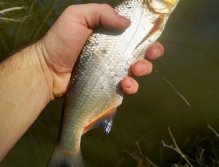 První zlatý úlovek na sebe nenechal příliš dlouho čekat! Pěkná menší podoustev do začátku!