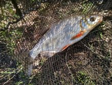 A ještě jedna fotka zblízka! Velikost úlovku se pomalu zvětšuje, což je samozřejmě vítané!