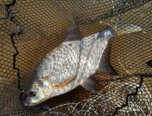 Důkazem toho je tento pěkně rostlý šedo-stříbrný cejn, který již umí velice dobře bojovat na jemném náčiní!