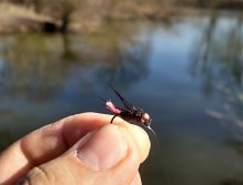 AR Dark Peacock Fluffy Jig - Muška No.1 pro tento den!