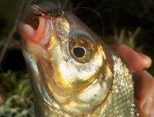 Ryby tuto mušku milují! Má vše, co by měla správná nymfa pro lov bílých ryb mít! Lesklé tělíčko z pavího Spectra Flash dubbingu, růžovo-oranžový tip, jemné a pohyblivé CDC nožičky a menší lesklá tungstenová hlavička!