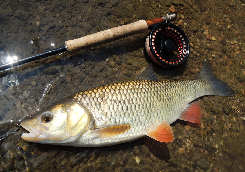 Tlou�ti jsou kr�sn� a zmasil� ryby! Jen si v�imn�te toho vybarven� ploutv� a zlato-hn�d�ho �upinov�ho brn�n�! Toto je n�dhern� a zdrav� ���n� ryba, kter� mus� ud�lat radost ka�d�mu nad�en�mu mu�ka�i!