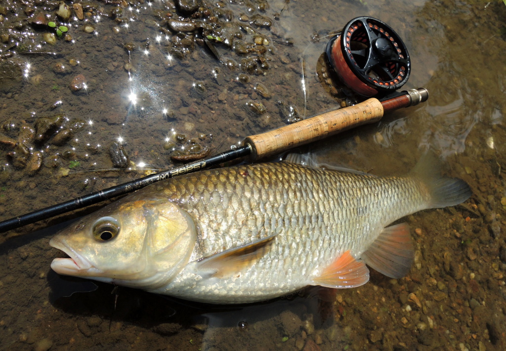 Kr�sn� exempl�� vysok�ho tlou�t� p�esahuj�c� hranici 50 cm. Tento kus byl uloven na v�t�� tmavou mokrou mu�ku za pou�it� podpovrchov� ���ry hover a prutu kategorie 5wt. Tato kombinace je m� obl�ben� pro lov jelc� a bolen� na velk�ch �ek�ch.