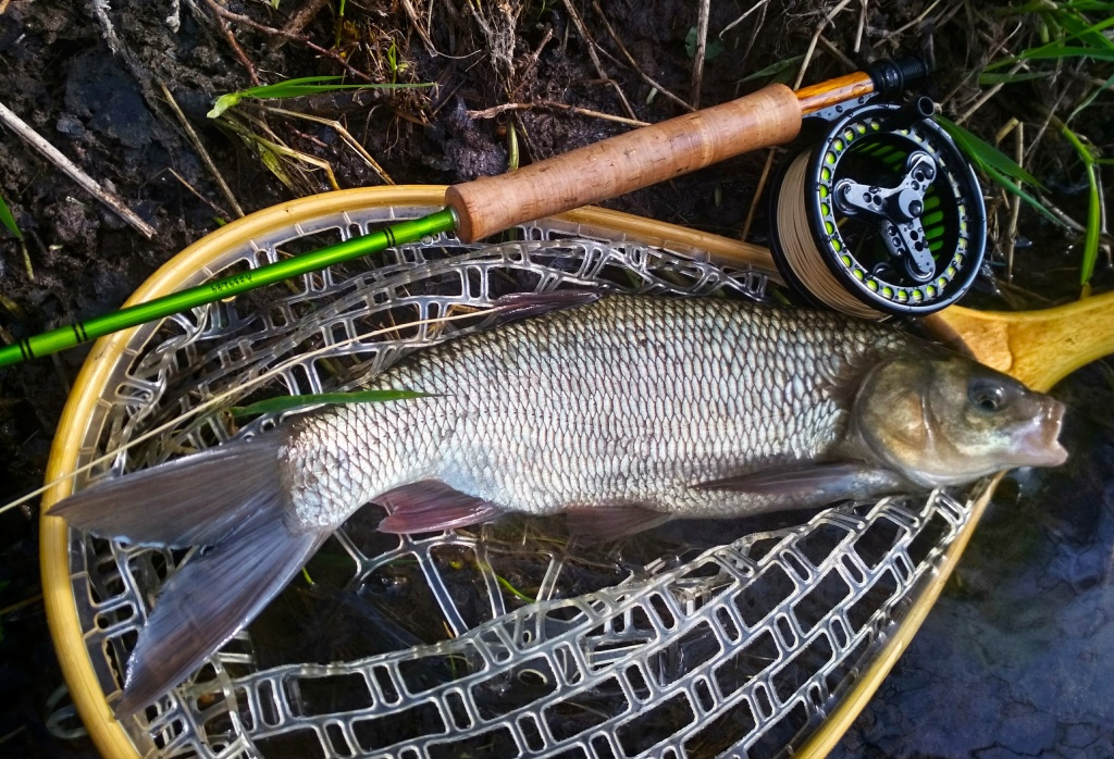 Ob�as se poda�� i �lovek opravdu p�kn�ho jelce jesena. Je to ryba pom�rn� dosti podobn� bolenovi drav�mu, ale n�kter�mi rysy se p�ibli�uje zase tlou��ovi. Ka�dop�dn� je to dal�� n�dhern� ryb� druh, kter� m��eme MP vod� na ulovit na um�lou mu�ku!